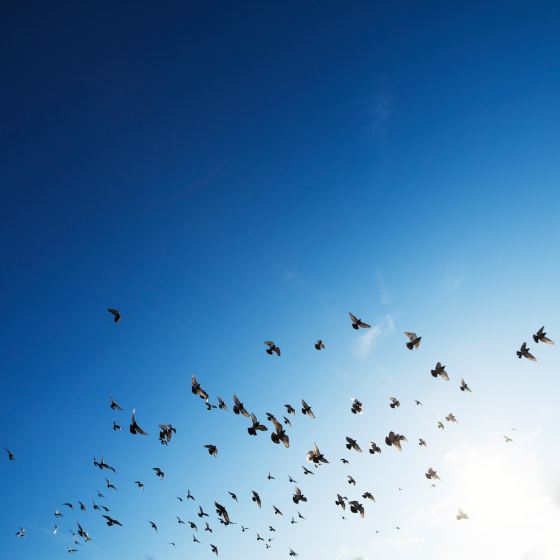 birds flying on a blue sky