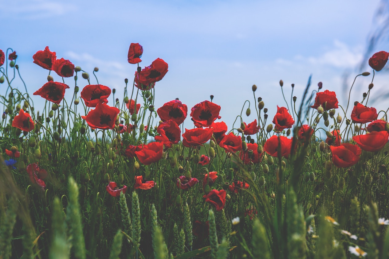 poppies in a field