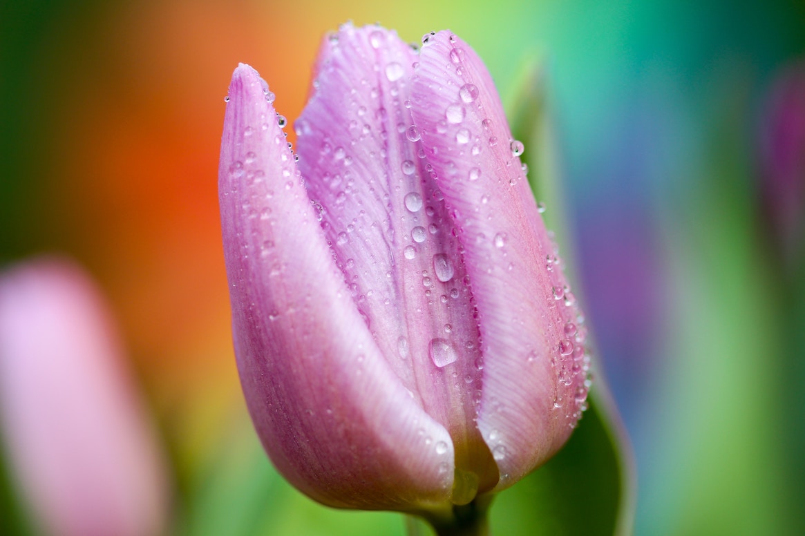 pink flower with dew, just opening up