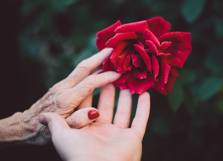 two hands touching a red rose
