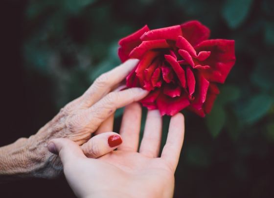 two hands touching a red rose